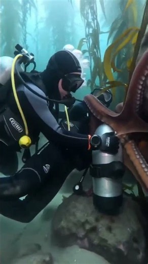 Giant Octopus Hugs Scuba Diver Underwater! 🐙😱