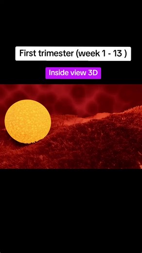 Understanding the First Trimester of Pregnancy (Weeks 1-13)