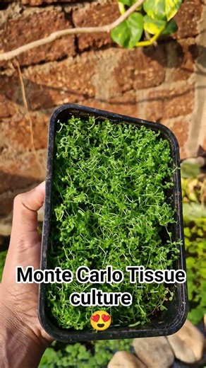 Monte Carlo || Tissue culture 😍 #pondlife #fishkeepinghobby #tissueculture