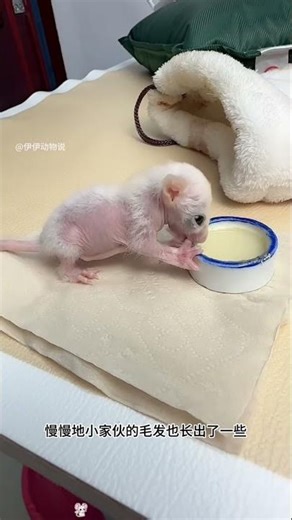 She rescued a cute baby animal #shortsvideo