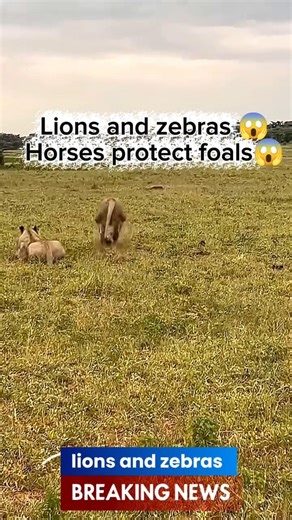 Zebra Mom Risks Everything To Save Baby From Lion Attack 😱🦓🔥
