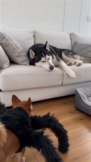 REAL LIFE SPIDER-DOG! 🕷️🐕 Husky went to SPACE! 🚀😂