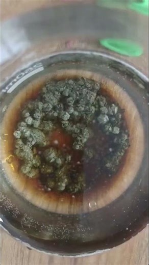 Innovative Microbial Inoculants for Sustainable Agriculture | Lvwang Fertilizer Solutions