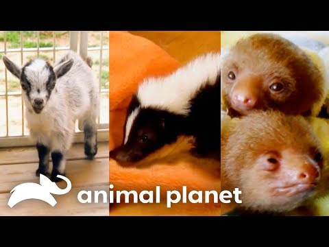 Baby Sloths, Goats, Skunks, and More! | Too Cute! | Animal Planet