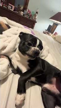 Fonky and Feisty here - Funny boston terriers Credit @Stepp Dawg #bostonterriers #funnydogs