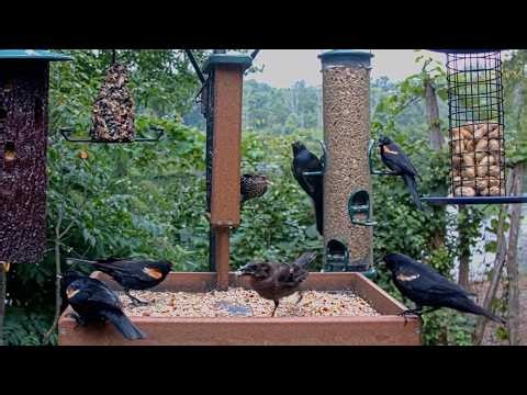 Red-winged Blackbirds Come And Go From Cornell Lab FeederWatch Cam | July 21, 2026