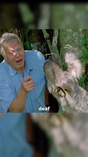 Sir David Attenborough Meets Sloth