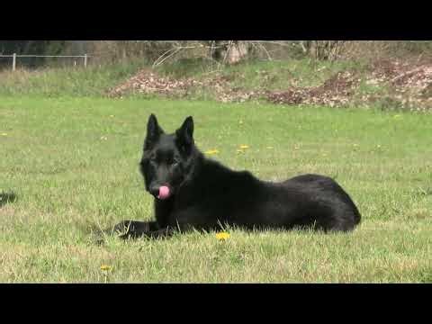 Advanced For His Age! Kraftwork K9 Pro German Shepherds