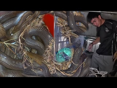 LOOB NG SASAKYAN NAPAKA DAMING COBRA 😱