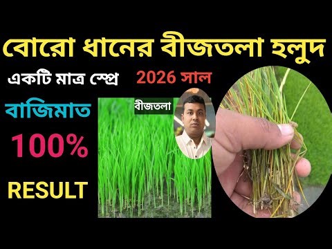 Causes and remedies for yellowing of Boro rice seedbeds // Proper care of Boro rice seedbeds 💯❤🙏