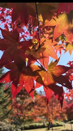 北海道（Hokkaido）福原山荘（ Fukuhara Sanso）【2027.10.10】 