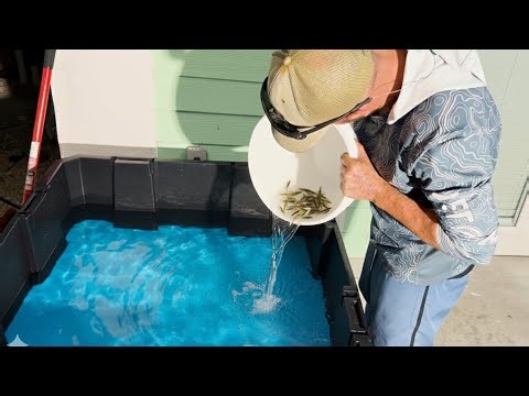 I Built a Massive 175-Gallon Bait Tank in My Yard!