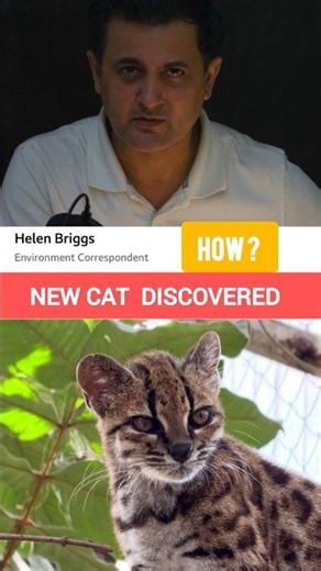 Meet Leopardus tilcayo - Tilcayo Tiger Cat, first new wild cat species discovered in over 100 years