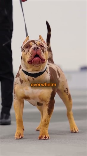 Pitbull vs German Shepherd | Like or Subscribe?