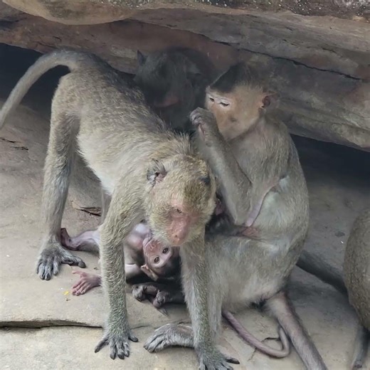 Love tiny baby monkey get milk