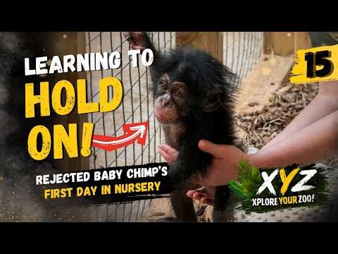 Rejected Baby Chimp’s FIRST Day in Nursery (Learning to Hold On!) | XYZ Episode 15