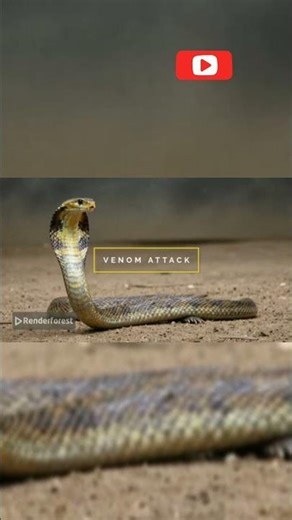 How Snakes Kill Their Prey #facts