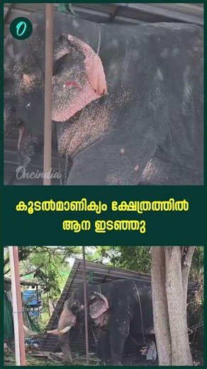 ഇരിങ്ങാലക്കുട കൂടൽമാണിക്യം ക്ഷേത്രത്തിൽ ഉത്സവത്തിനെത്തിച്ച ആന ഇടഞ്ഞു | Elephant Attack Kerala