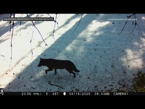 Local expert weighs in after gray wolf spotted in LA County in over 100 years