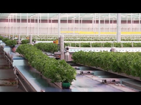 Canada's Ontario bets on greenhouse farming to boost food sovereignty • FRANCE 24 English