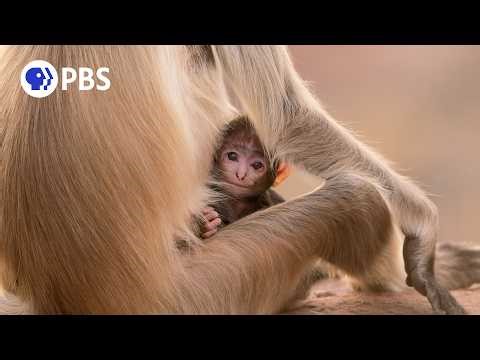 Parenthood: A NATURE Miniseries | Official Trailer