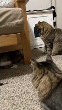 Video of adoptable pet named Pigpen