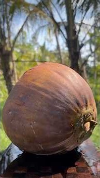Look! Hard Shell, Easy Cut