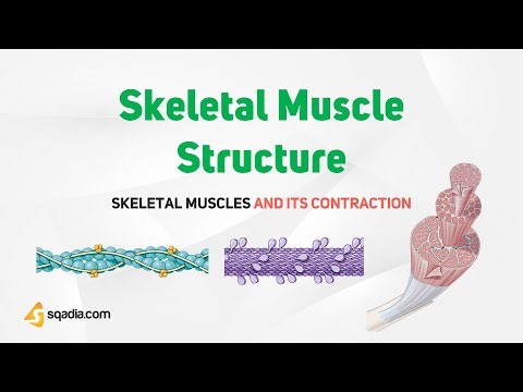 Skeletal Muscle and its Contraction | Skeletal Muscle Structure
