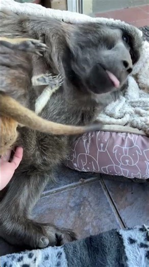 Cuddle partner! 🤗 #animalshorts