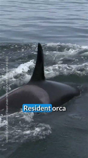 How do orcas hunt?