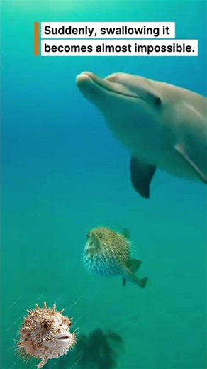 This Fish Explodes to Survive... 😳🐡