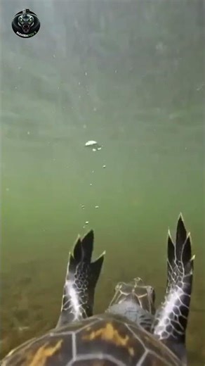 I Mounted a Camera on a Gopher Tortoise...Into Its Massive Underground City! 🐢📹