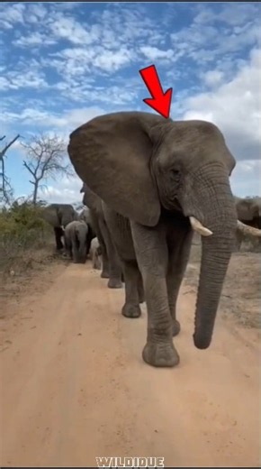 These Elephants Are Loving Parents #elephant #shorts #animals #wildlife #elephants #loving #wow