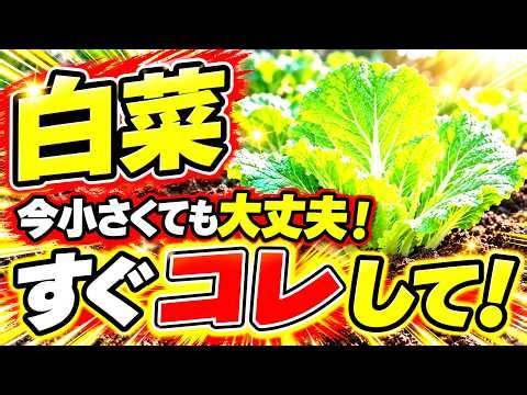 【白菜栽培】大きな白菜を収穫する秘訣！有機農家が教える無農薬のコツ