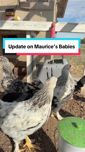 Replying to @Rhulani I have a dilemma… do I keep one of Maurice’s babies… or the chick of Vern’s that I’m really partial too? #decisions #chicks #maurice #chickens #backyardflock