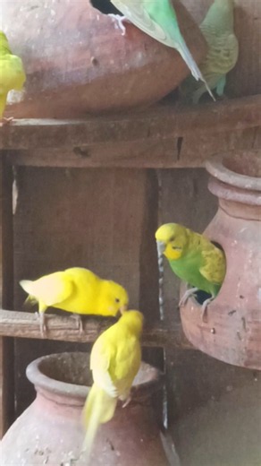 Budgies Sound 🐦 | Cute & Relaxing Budgie Sounds | Talking Budgies #budgies #chirping #birdvideos
