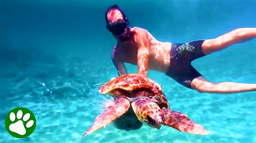 Desperate Sea Turtle Rescued Just in Time