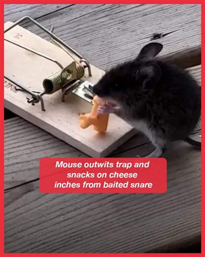Mouse outwits trap and snacks on cheese inches from baited snare