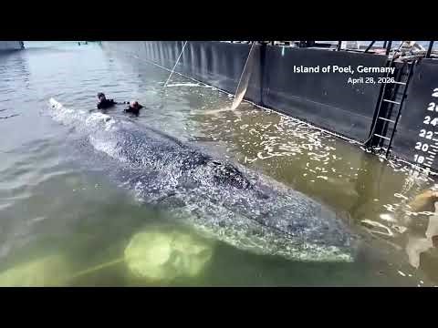 Cheers of joy as stranded whale guided onto rescue barge