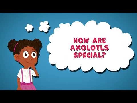How Are Axolotls Special | Fun Facts about Axolotls | Special Animals | Axolotls Facts for Kids