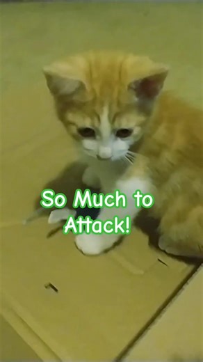 Baby King Kitty Explodes With Energy