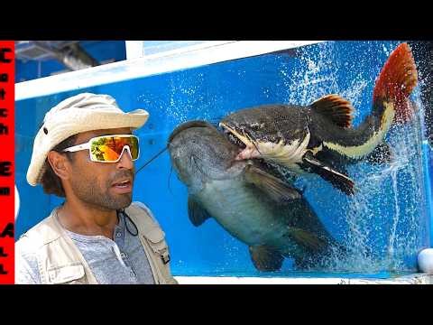 EXOTIC MONSTER FISH BATTLE to the END in New Enclosure!