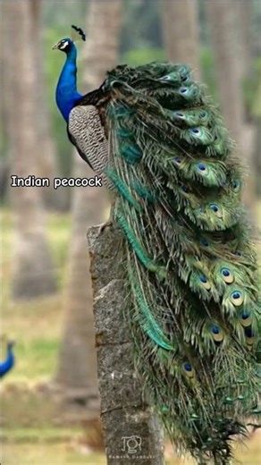 Indian Peacock Beauty 🦚 #shorts #nature #birds