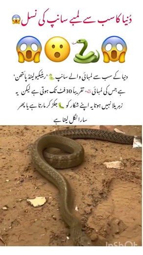 World Life Biggest Snake 🐍 #snake #naturefacts #animals #naturelovers #wildlife #nature