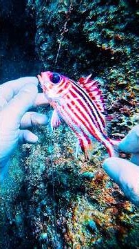 Diver Rushes to Save Two Friends Stuck in a Trap 👏 #shorts #rescue