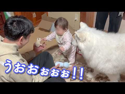 初めて一人立ちに成功した赤ちゃんの成長を家族みんなと一緒に見守る柴犬とサモエド