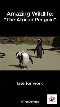 Amazing Wildlife 09: The African Penguin