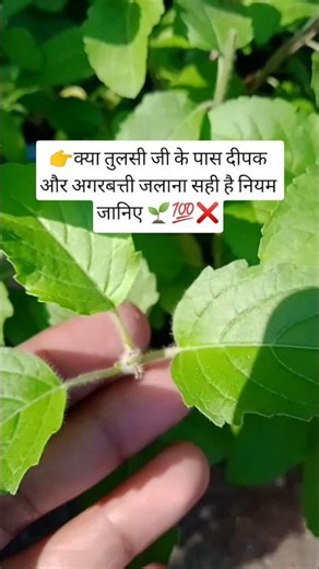 Tulsi plant care tips Vastu tips🌿 ❌💯|Tulsi ka paudha #garden #tulsikatha #nature #bhakti #shorts