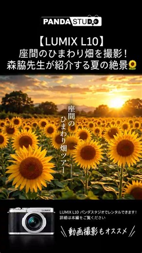 【LUMIX L10】座間のひまわり畑を撮影🌻 森脇先生が紹介する夏の絶景！ #LUMIX #ひまわり畑 #パンダスタジオ