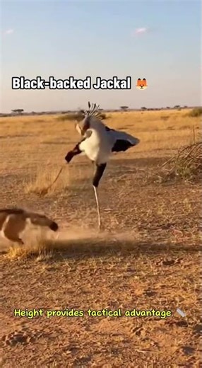 Secretarybird Battles one Black-backed Jackal with her feet